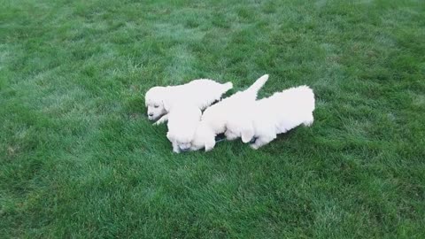 willows puppies