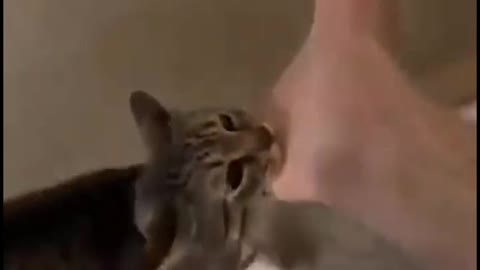 Very funny dog and cat