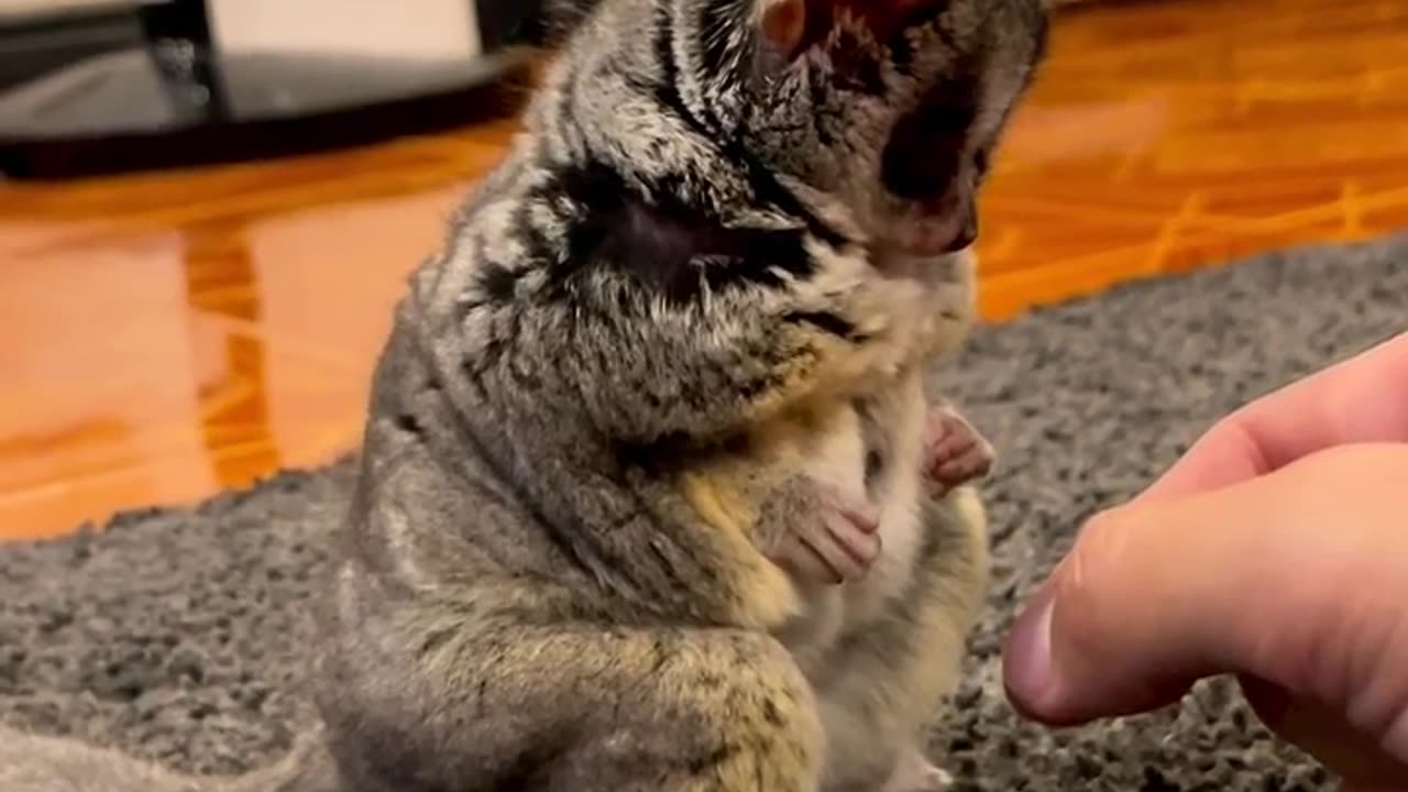 Cute pet eat the food
