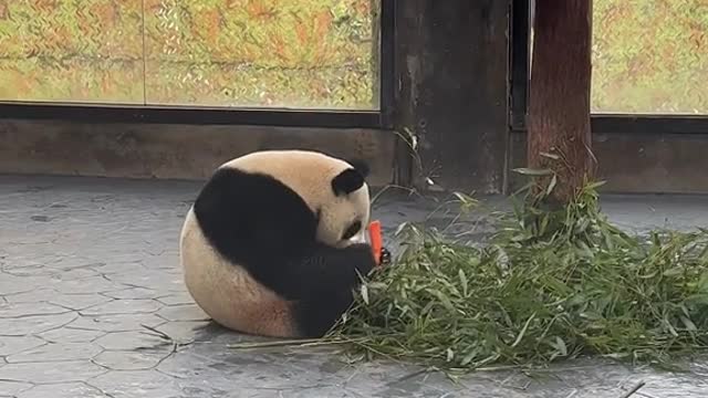 It's been a while since we posted a panda