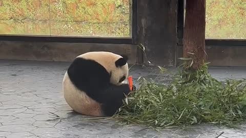 It's been a while since we posted a panda