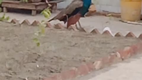 peacock opening feathers