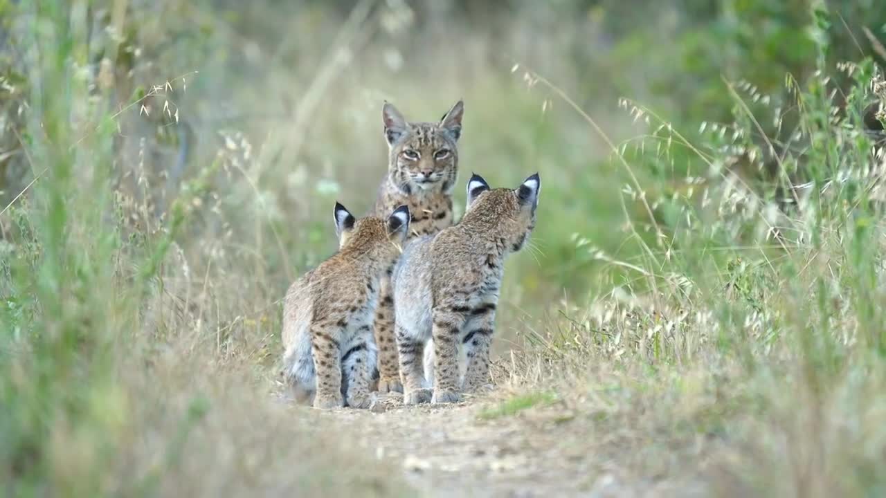 Bobcat with her kittens