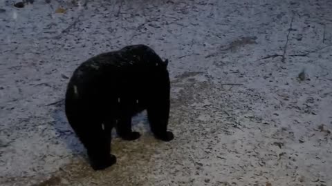 Bear Returns in Snow to Close My Door