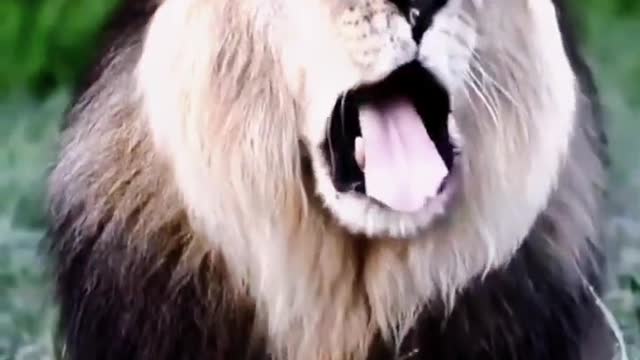 Protect nature Protect wild animals Wild animals
