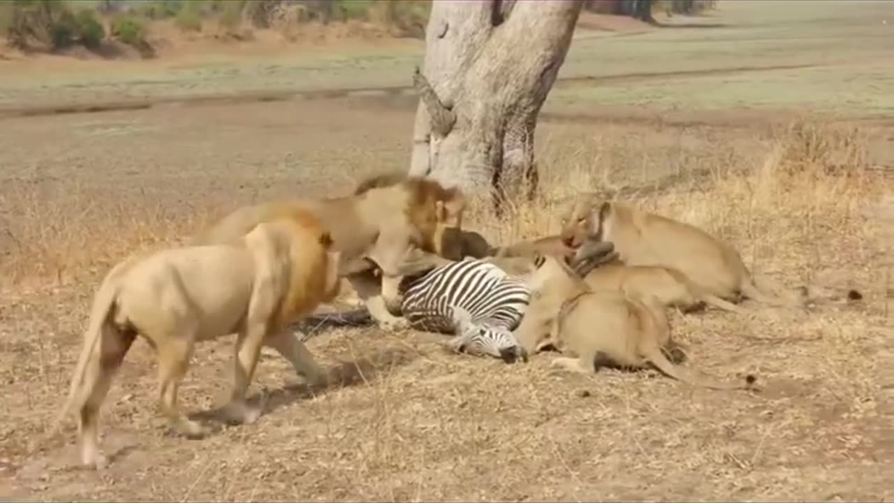 Lions Attack On Zebra Discovery