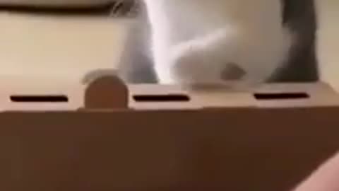 funny cats