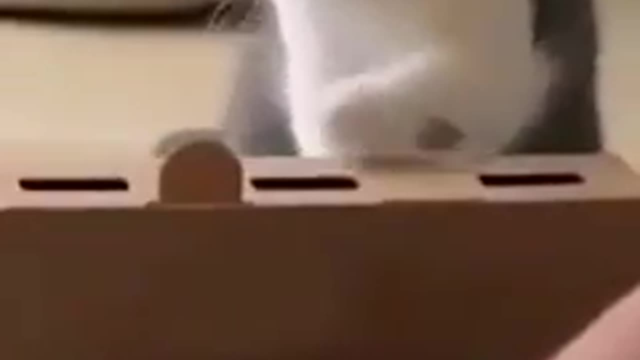 funny cats