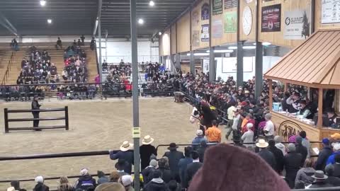 $100,000 Clydesdale Stallion at Topeka!