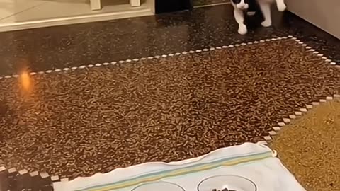Cute & naughty Pets playing