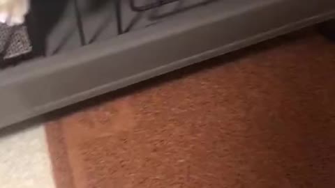 Cat eating food. (Follow me)
