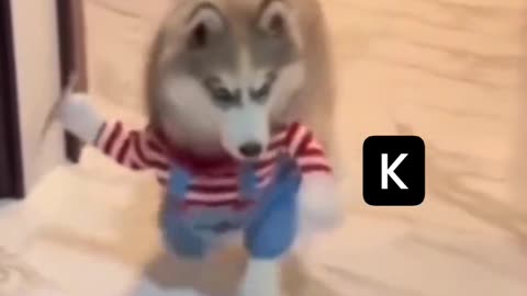 Dog 🐕 cat 😺 we can friendship?