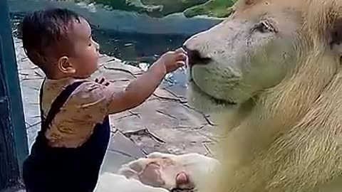 Lion 🦁 playing with kid oooooww !cute movement 😍