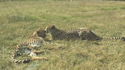 A Pair Of Cheetah
