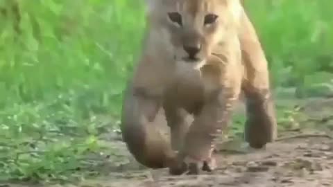 LION FAMILY