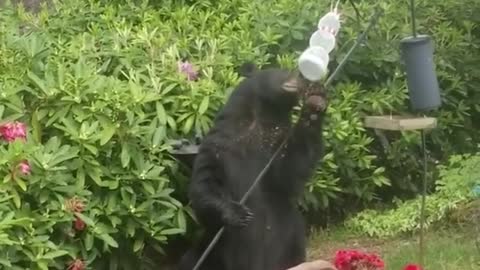 Black Bear Enjoys Backyard Bird Food Buffet
