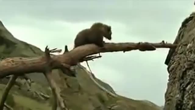 lion with bear