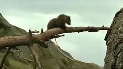 lion with bear