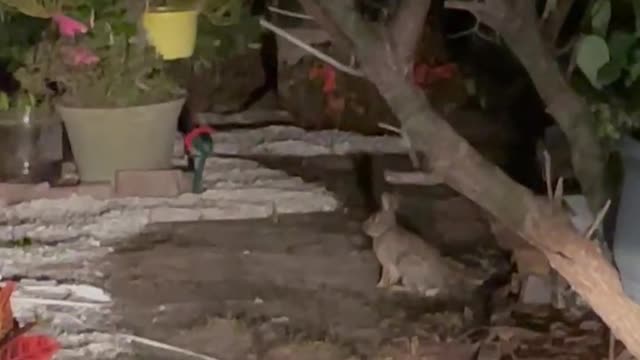 We have such a beautiful visitor tonight… Rabbit 😀😍