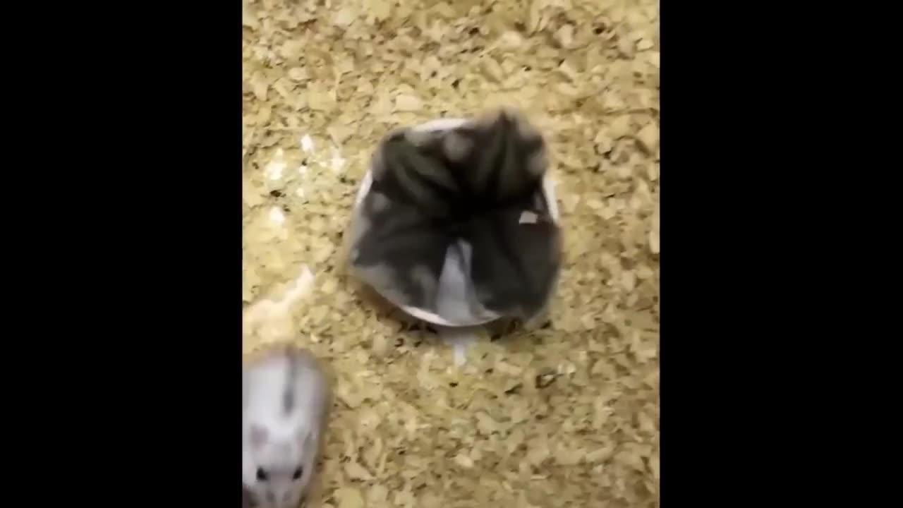 funny animals