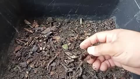 Earthworm Benefits & Importance ( ENGLISH )_Cut