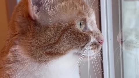 Funny cat