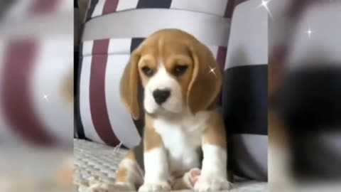 Funny Cute dog videos compilation