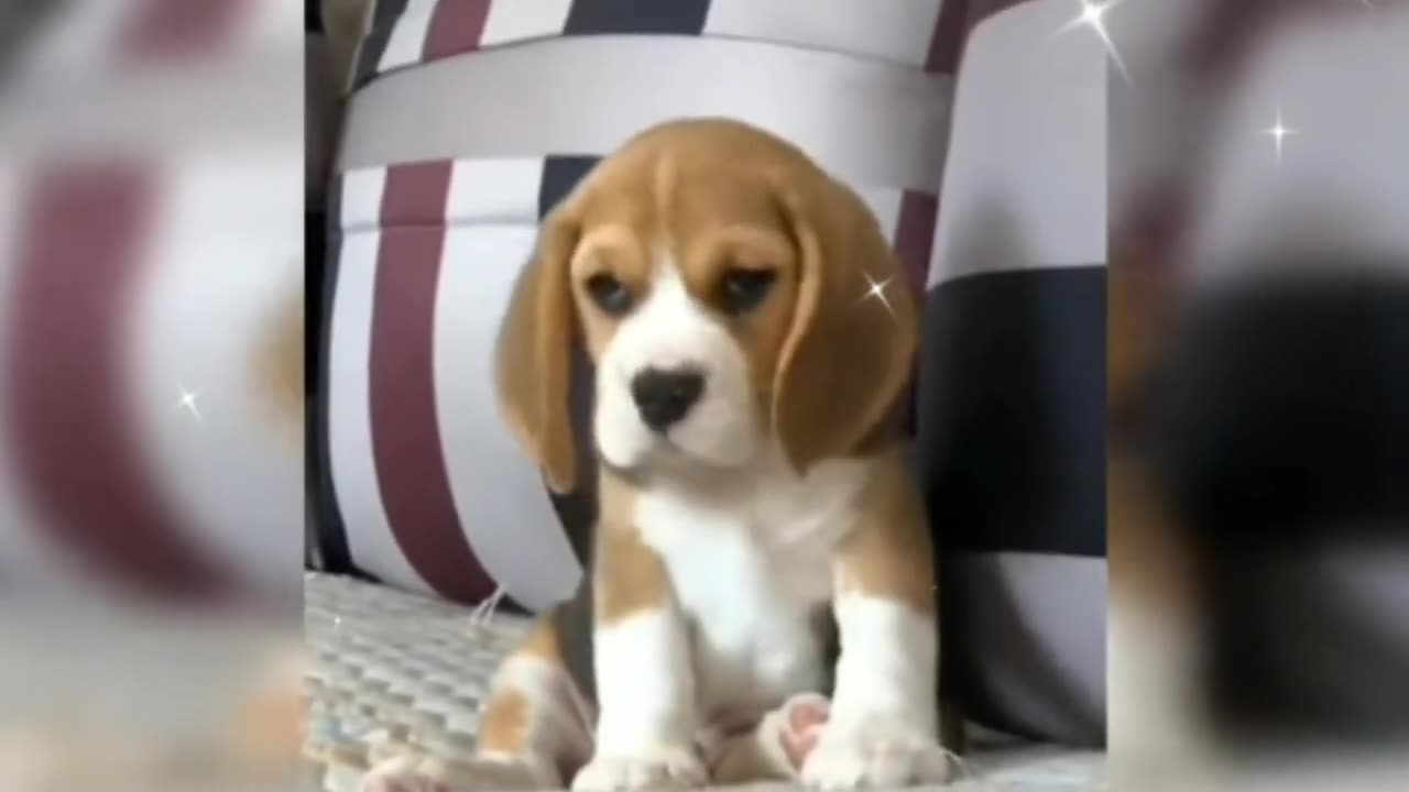 Funny Cute dog videos compilation