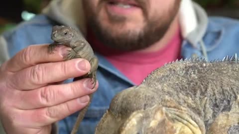 Mother Lizard Kisses Her Baby