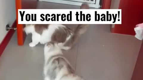 #cat #pet #petsfunny #catsoftiktok