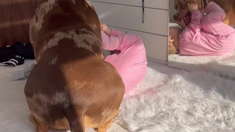 Gentle Bulldog Plays with Baby