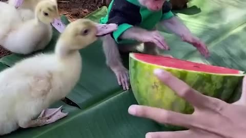 Cute little monkey eating watermelon