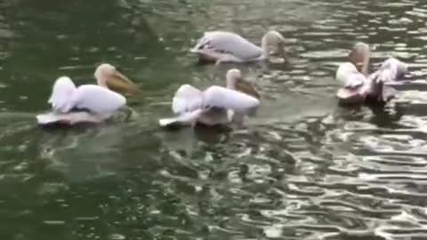 Big pelican