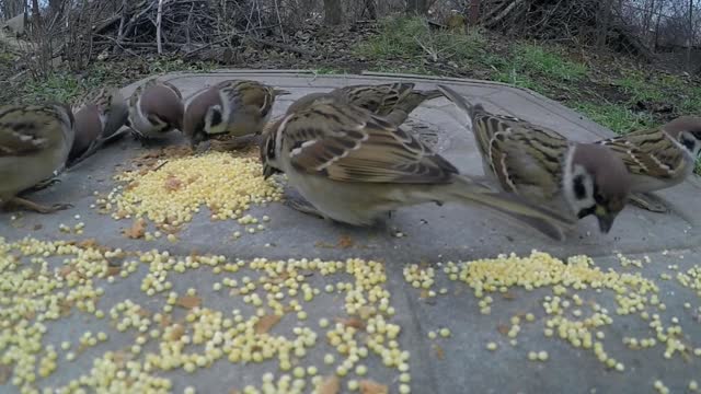 The Wild Sparrows Eating Birdseed Placed On A Metal Surface