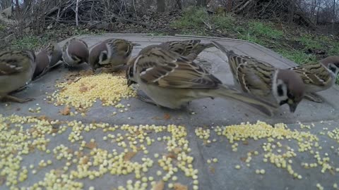 The Wild Sparrows Eating Birdseed Placed On A Metal Surface