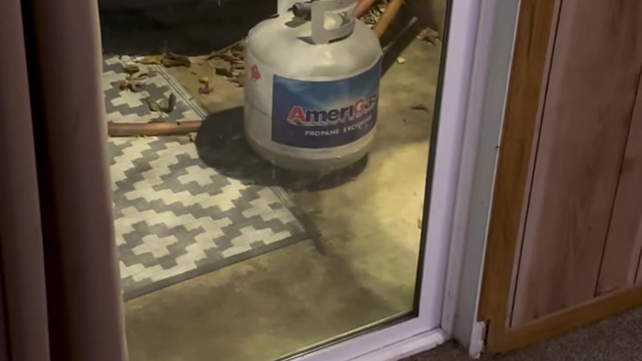 Humane Mouse Removal