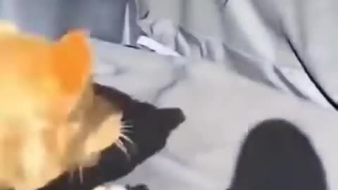 Laugh Out Loud with These Hilarious Animal Videos!
