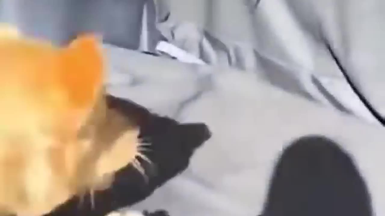 Laugh Out Loud with These Hilarious Animal Videos!