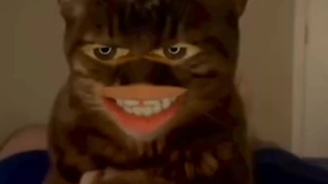 Funny cats 🐈😂