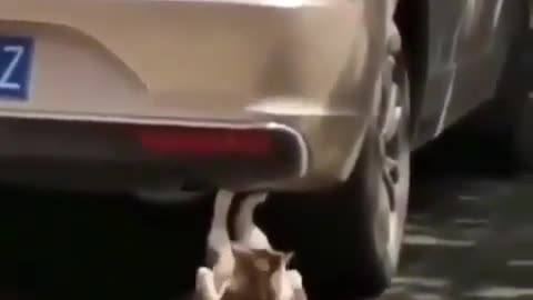Funny Dog Missed Gym Last Night