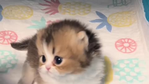 Meow that can attract your cat