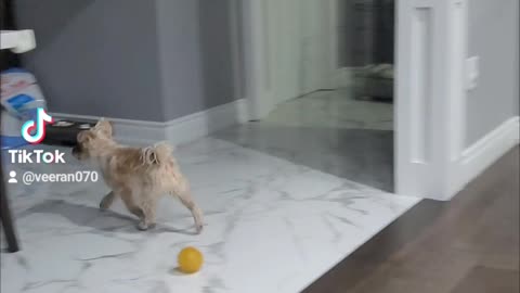 Doggy love
