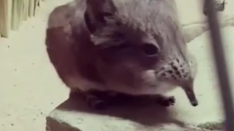 Wildlife