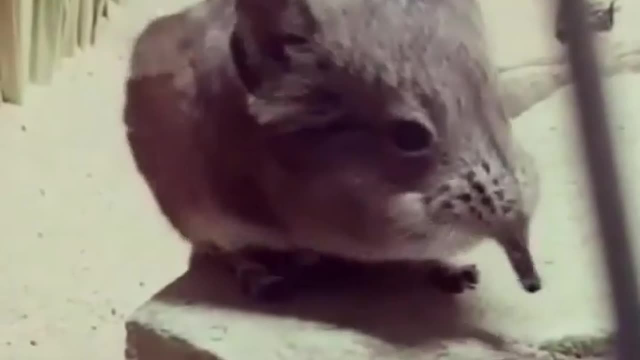 Wildlife