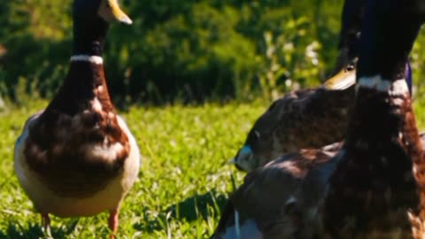 Cute 🥰 Duck 🦆 Cute 🐦 Birds