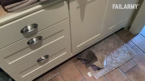 Funny Cats 3