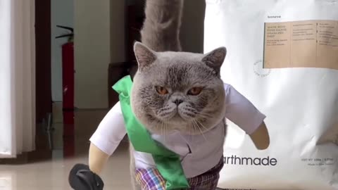 CatvMale In Funny Mood