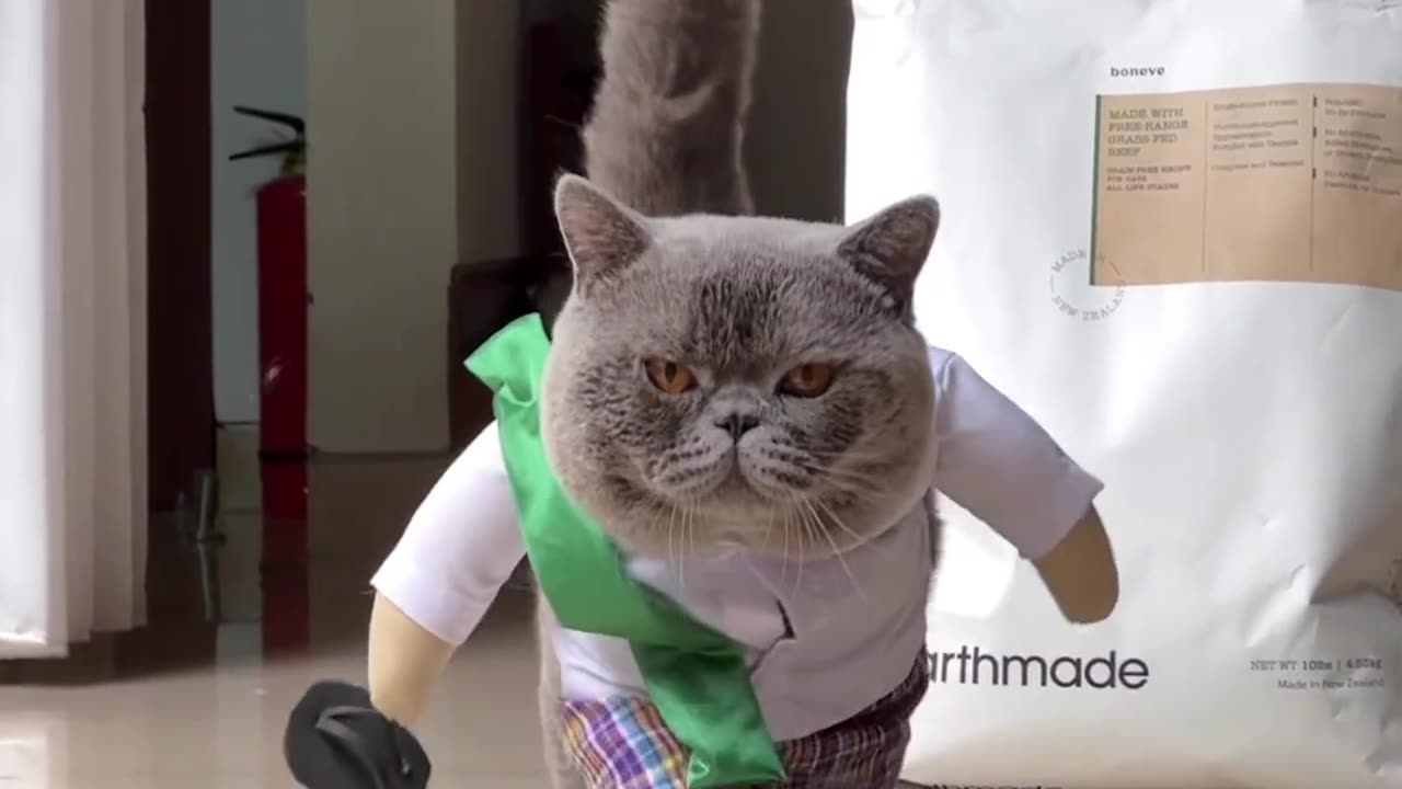 CatvMale In Funny Mood