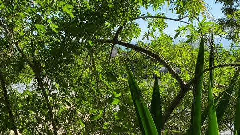 11/15 - Guiando você pelo paraíso: Praia da Ponta dos Ganchos em Governador Celso Ramos