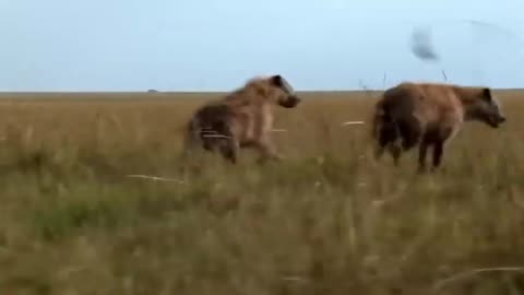 "Epic Battle: Hyenas Steal The Prey of Wild Dogs - Nature's Fiercest Showdown!"